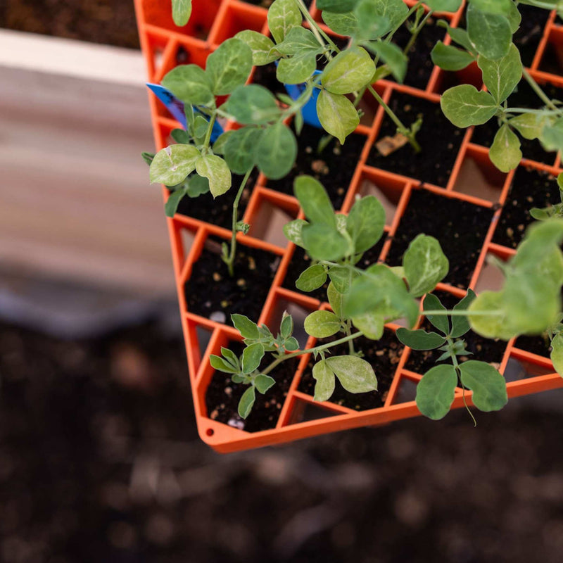 Load image into Gallery viewer, Air Prune Heavy Duty Propagation Tray - 72 Cell
