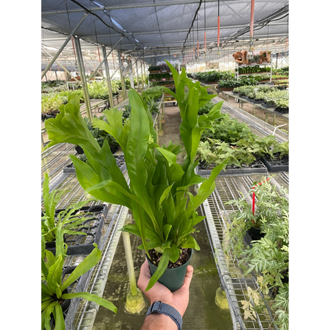 Green Flame fern