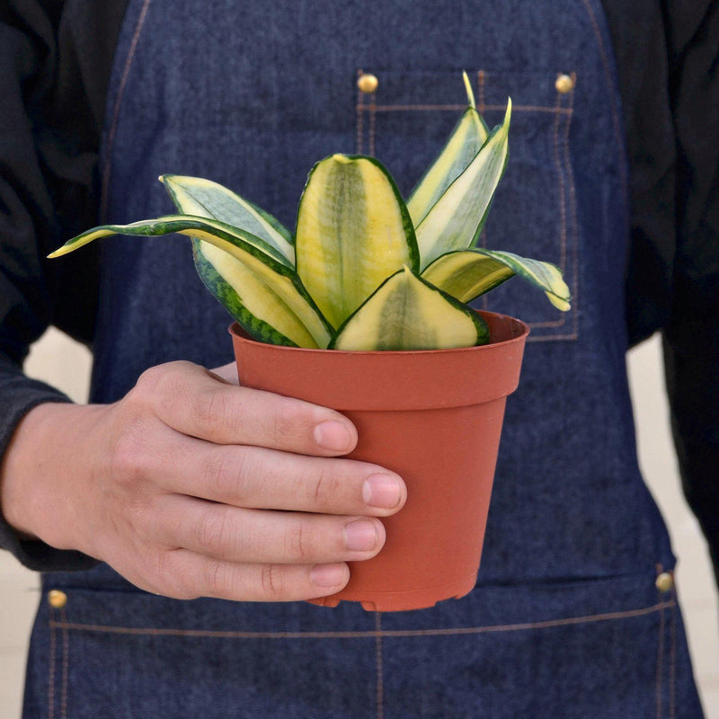 Load image into Gallery viewer, Snake Plant 'Gold Hahnii'
