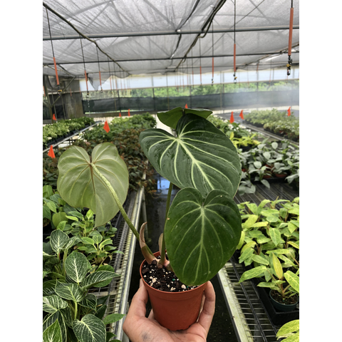 Philodendron 'Gloriosum', additional product view 2