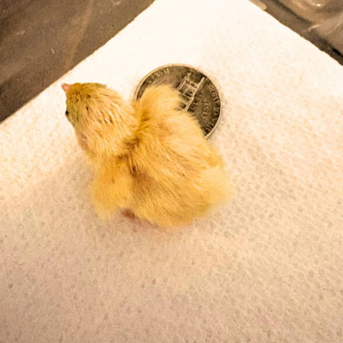 Button Quail Eggs -Eggs for Hatching, additional product view 2