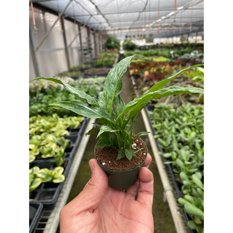 Variegated Spathiphyllum Domino