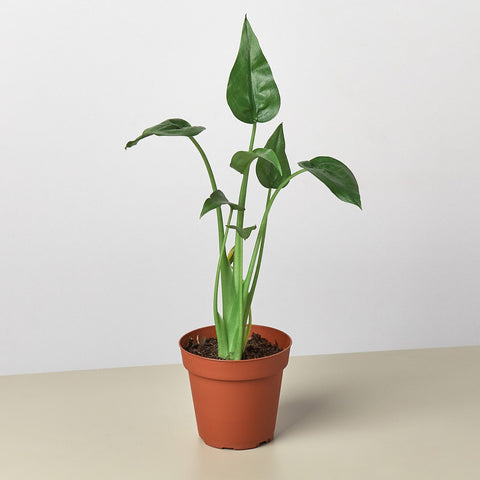 Alocasia Tiny Dancer, 4-inch pot