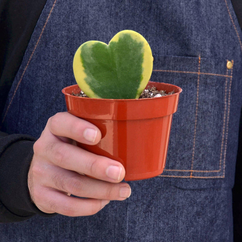 Load image into Gallery viewer, Hoya 'Sweetheart Variegated'
