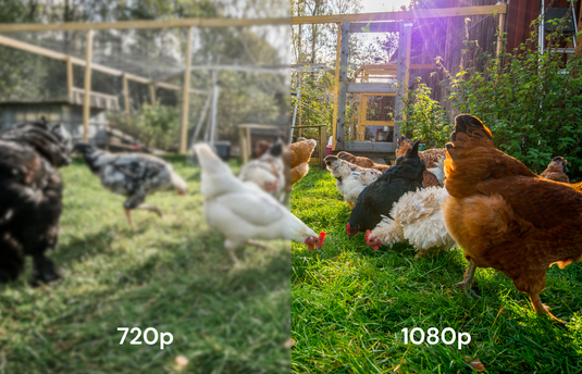 The Smart Coop AI Camera