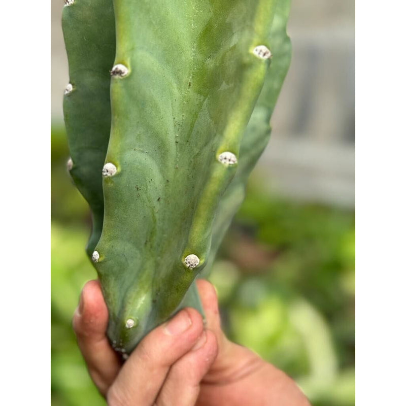 Load image into Gallery viewer, Cactus Cereus Peruvianus - 1.5 FT
