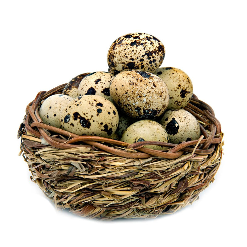 Load image into Gallery viewer, Fresh Quail Eggs Laid in the US
