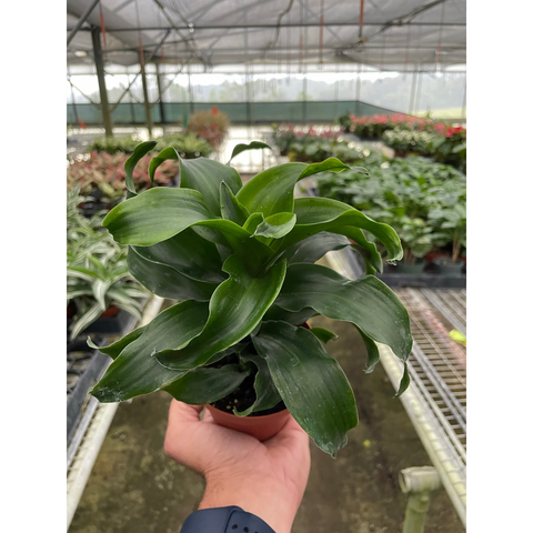 Dracaena Twister