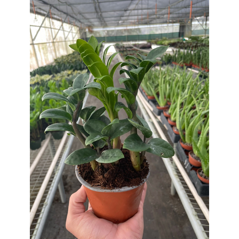 Zamioculcas Zamiifolia Zenzi
