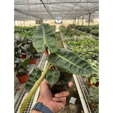 Philodendron 'Billietiae', additional product view 2