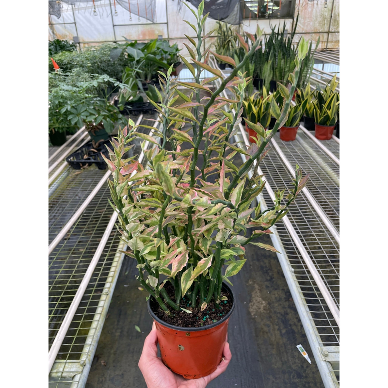 Load image into Gallery viewer, Variegated Devil's Backbone Euphorbia

