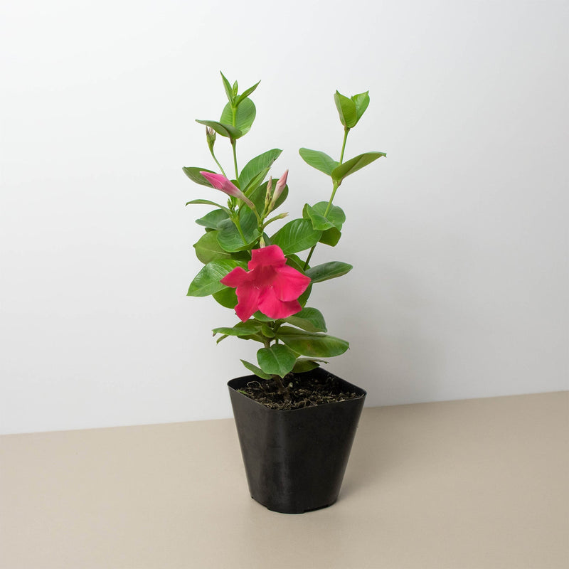 Load image into Gallery viewer, Dipladenia Premier Hot Pink
