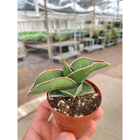 Sansevieria Samurai 3 Inch Pot