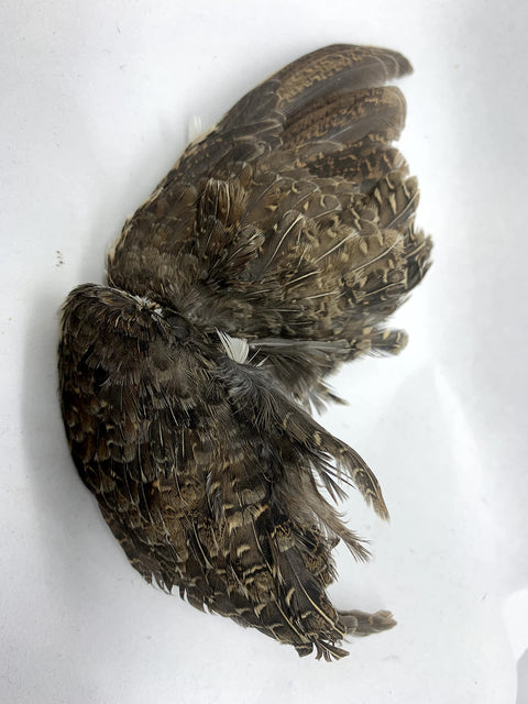 Quail wing training aid, detail view