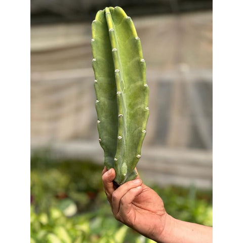 Cactus Cereus Peruvianus - 1.5 FT, additional product view 2