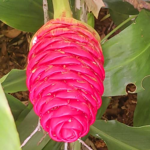 Load image into Gallery viewer, Hawaiian Awapuhi Shampoo Ginger Plant Rhizomes Starter Kit - 2 Rhizomes, Ideal for Cultivating Awapuhi Plant, Perfect Shampoo Ginger Rhizomes for Garden Enthusiasts and Beginners
