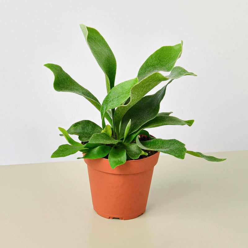 Load image into Gallery viewer, Staghorn Fern
