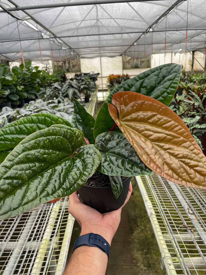 Load image into Gallery viewer, Anthurium 'Radicans x Luxurians'
