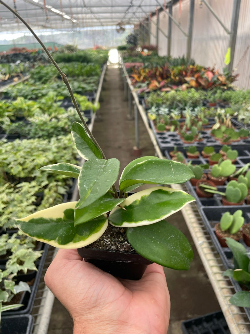 Load image into Gallery viewer, Hoya Carnosa 'Tricolor'
