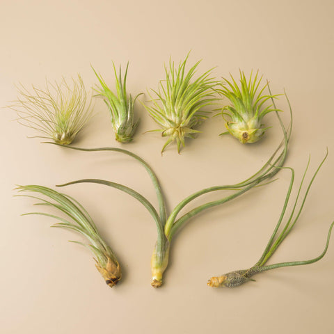 7 Tillandsia air plant variety pack