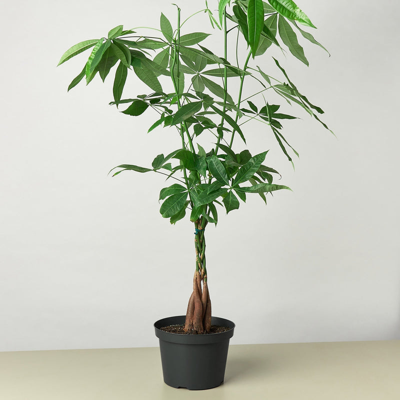 Load image into Gallery viewer, Money Tree 'Guiana Chestnut' Pachira Braid
