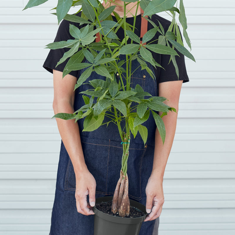 Load image into Gallery viewer, Money Tree 'Guiana Chestnut' Pachira Braid

