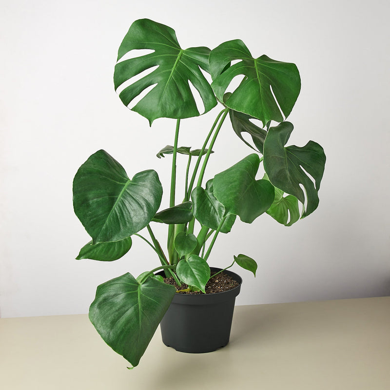 Load image into Gallery viewer, Monstera 'Split-Leaf'
