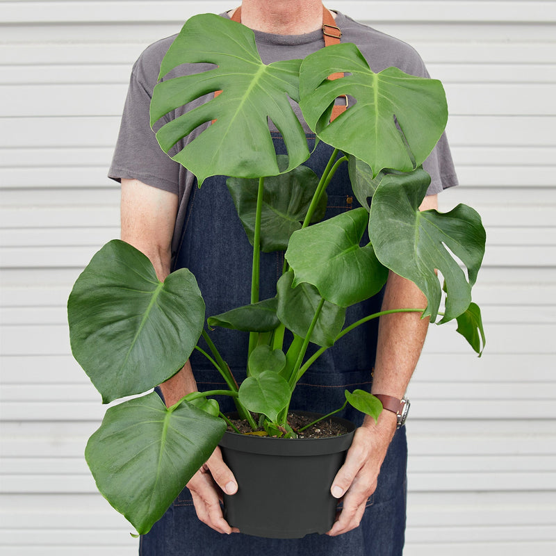 Load image into Gallery viewer, Monstera 'Split-Leaf'

