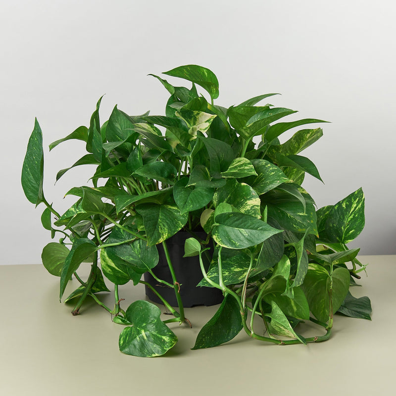 Load image into Gallery viewer, Pothos 'Golden'
