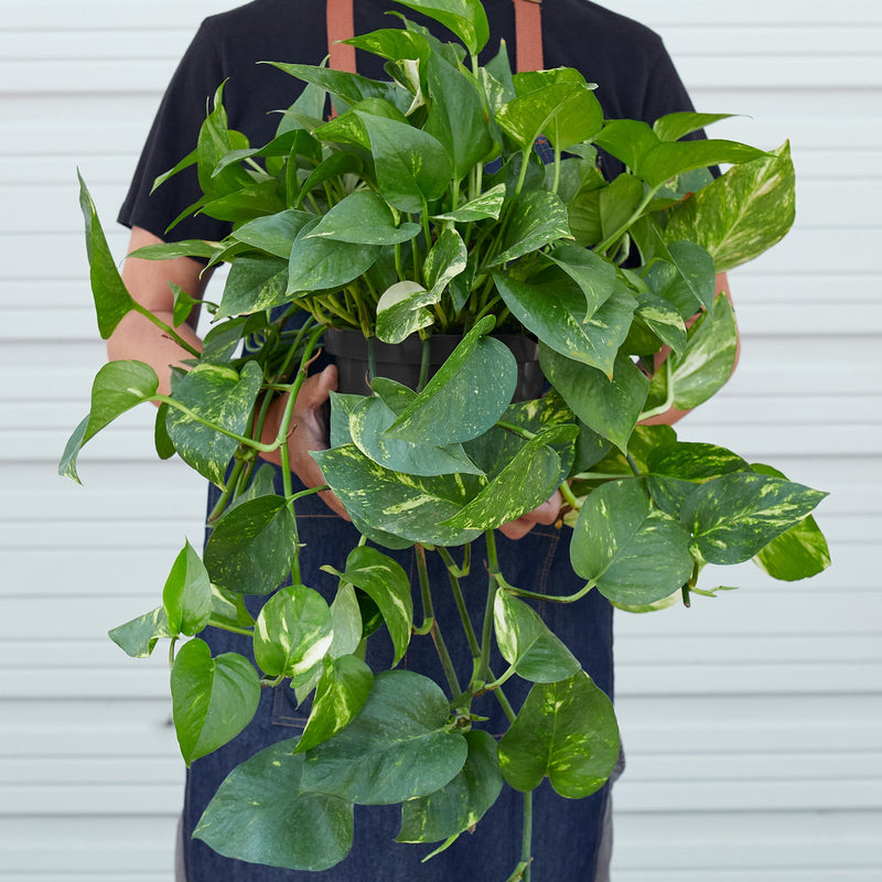Load image into Gallery viewer, Pothos 'Golden'
