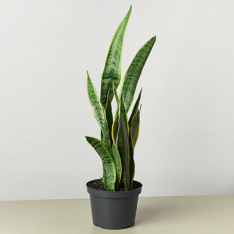 Load image into Gallery viewer, Snake Plant 'Laurentii'
