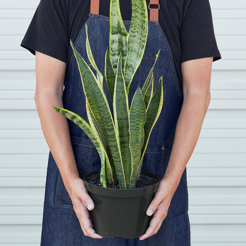 Load image into Gallery viewer, Snake Plant 'Laurentii'
