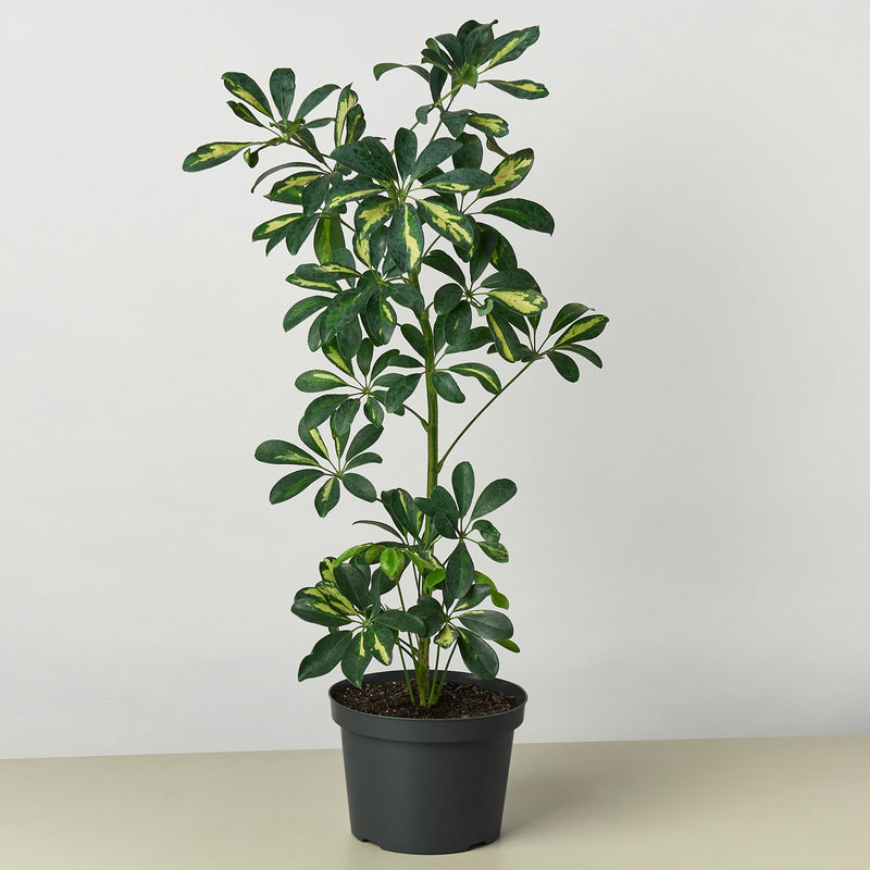Load image into Gallery viewer, Schefflera 'Variegated'
