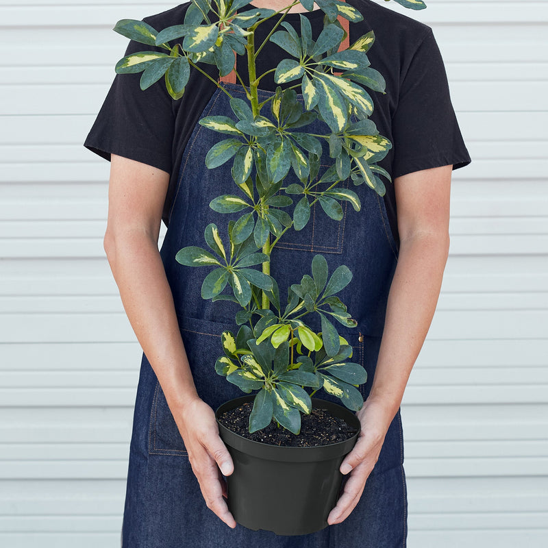 Load image into Gallery viewer, Schefflera 'Variegated'
