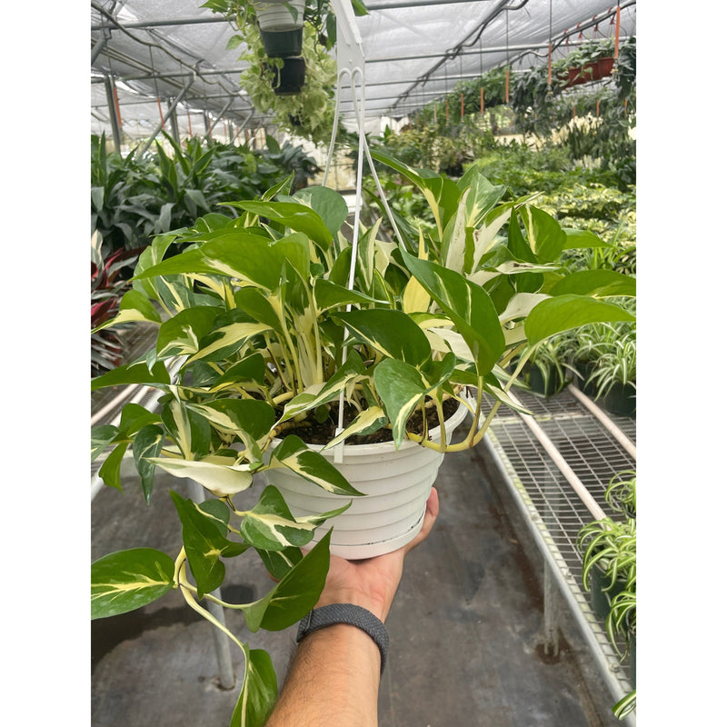 Load image into Gallery viewer, Pothos 'Mutant Manjula', additional product view 5

