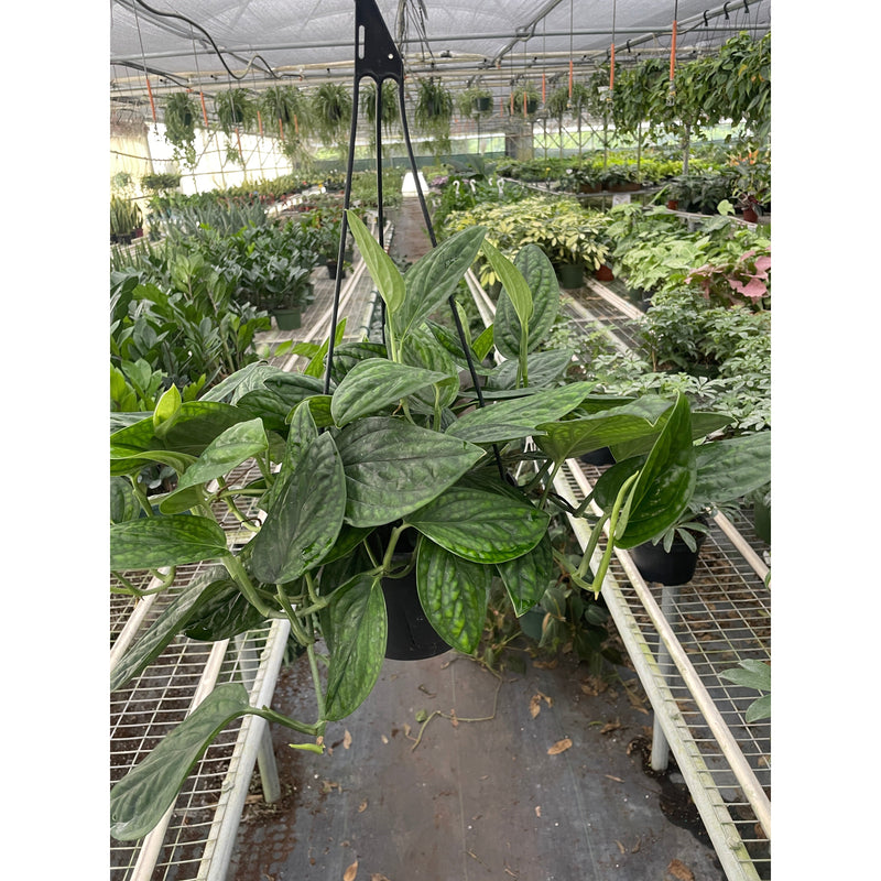 Load image into Gallery viewer, Monstera 'Peru'
