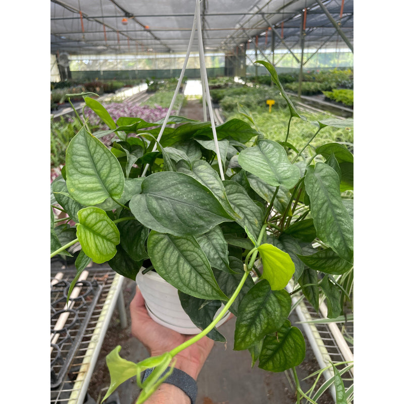 Load image into Gallery viewer, Monstera 'Siltepecana'
