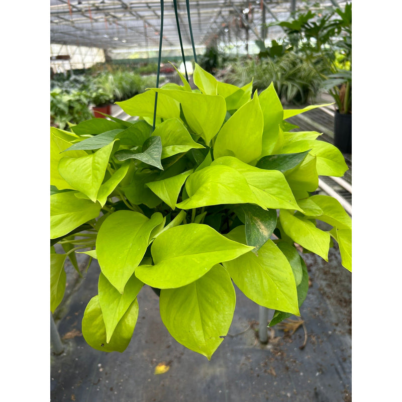 Load image into Gallery viewer, Pothos 'Neon', additional product view 6
