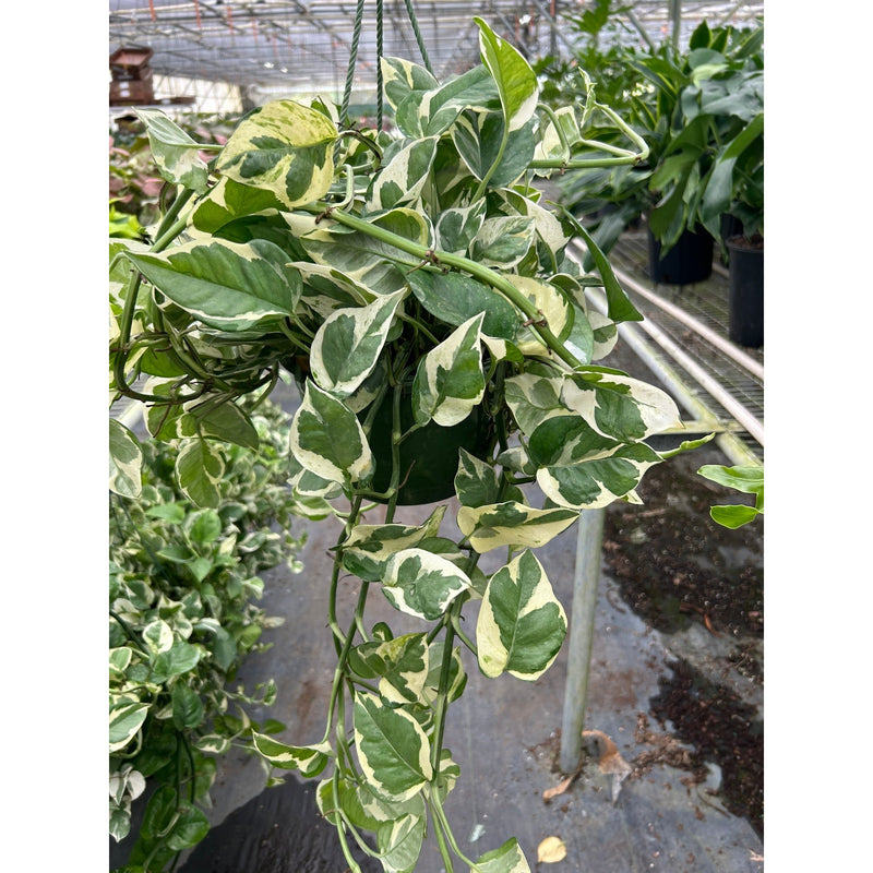 Load image into Gallery viewer, Pothos 'N'joy'
