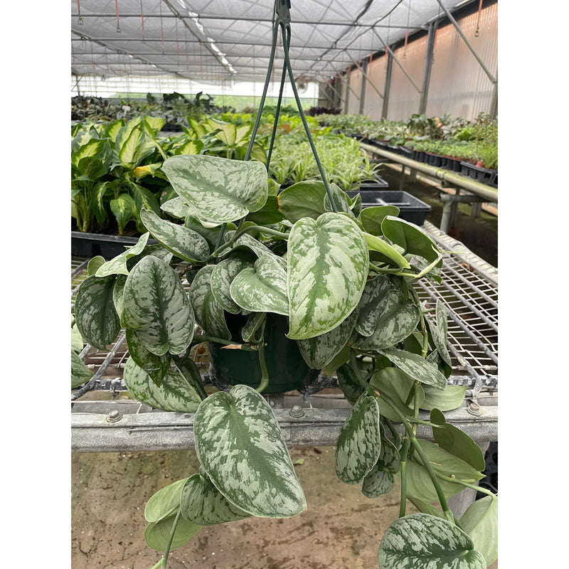 Load image into Gallery viewer, Pothos 'Silver Splash', additional product view 7
