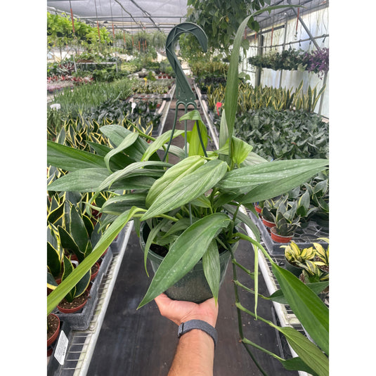 Pothos 'Silver Streak', additional product view 2