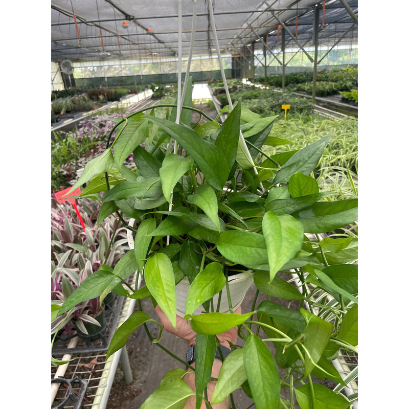 Load image into Gallery viewer, Pothos 'Skeleton Key', additional product view 3

