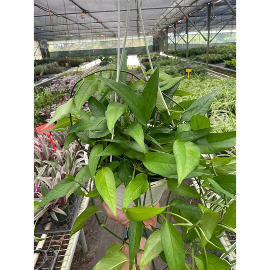Pothos 'Skeleton Key', additional product view 3