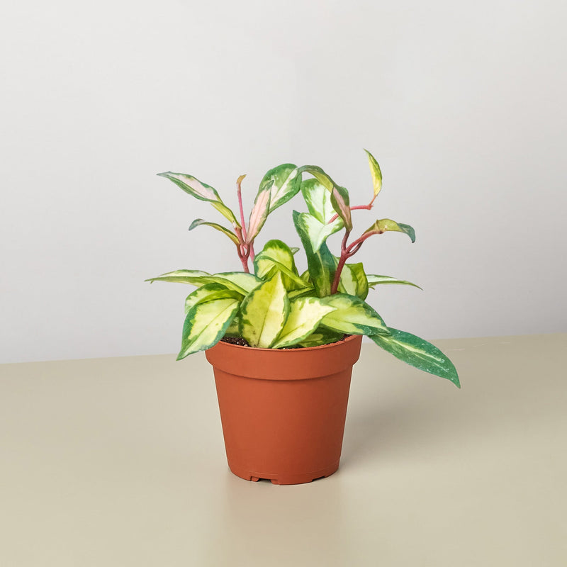 Load image into Gallery viewer, Hoya Carnosa 'Krimson Princess'
