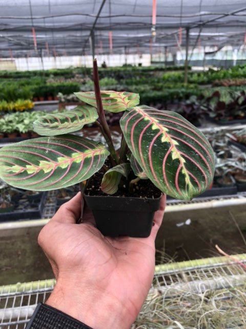 Load image into Gallery viewer, Maranta 'Red Prayer'
