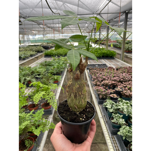 Money Tree Pachira Stump
