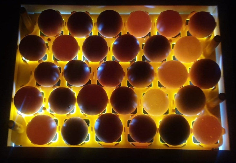 Load image into Gallery viewer, Egg Fertility Tester (Egg Candler) for 30 Chicken Eggs - SureView
