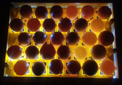 Egg Fertility Tester (Egg Candler) for 30 Chicken Eggs - SureView, additional product view 2