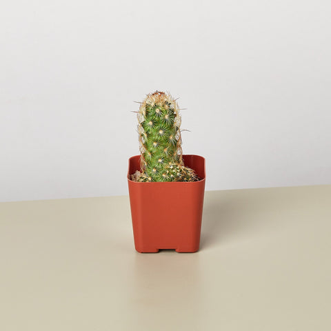 Cactus variety, 2-inch pot