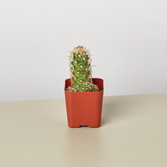 Cactus Variety - 2